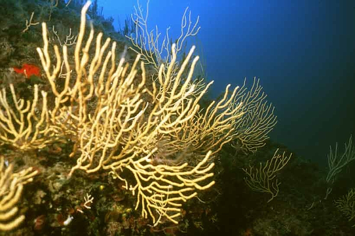 02 Eunicella cavolini.jpg - ...quesio all'Isola d'Elba, dove è molto comune, ma non è presente nel mare savonese.
